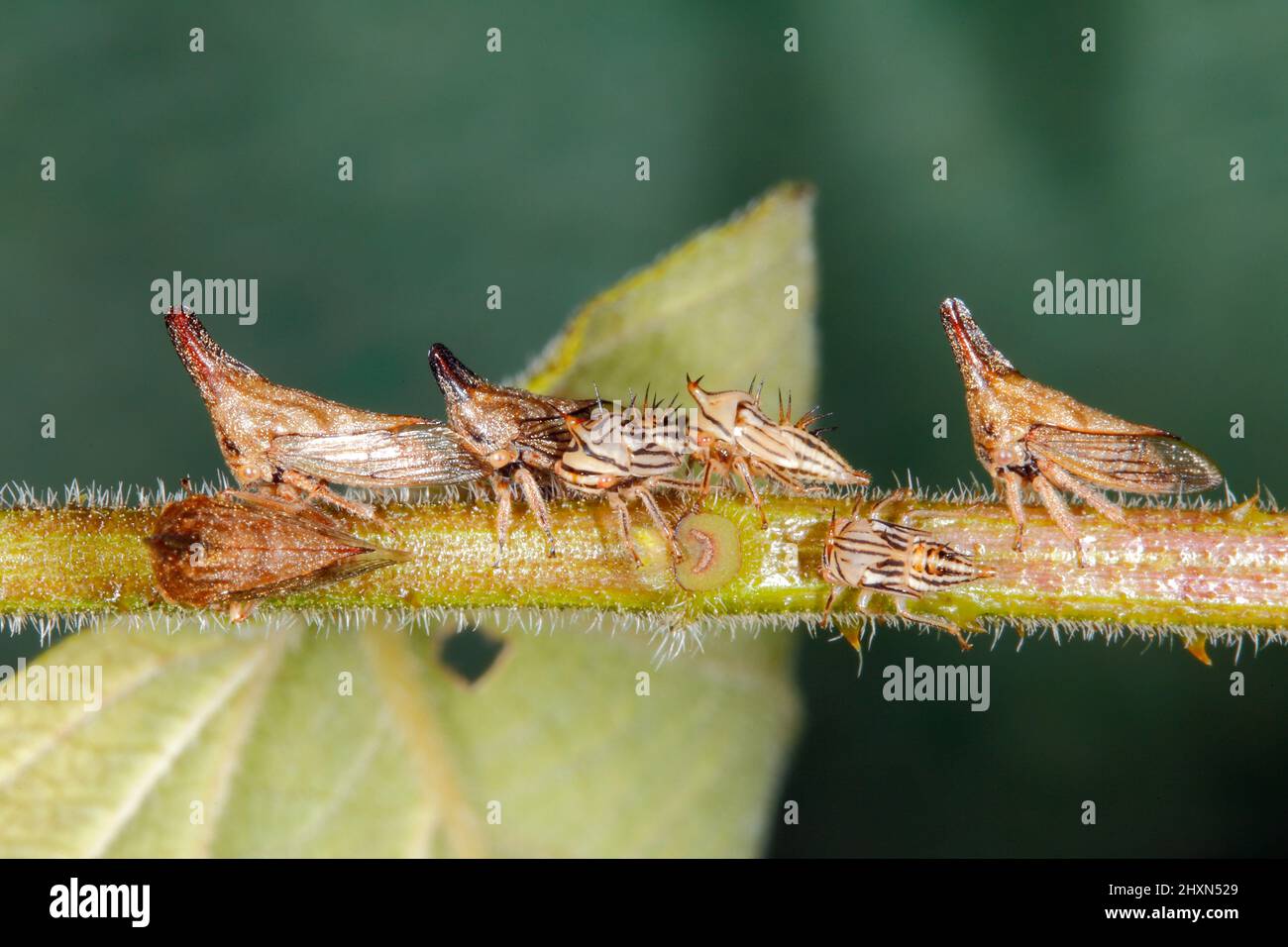 Lantana Treehilers, Aconophora compressa. Adultes et nymphes. Également connu sous le nom de Lantana Bug, Lantana Stemsucking Treehopper, et Lantana SAP-sucking bug. Banque D'Images