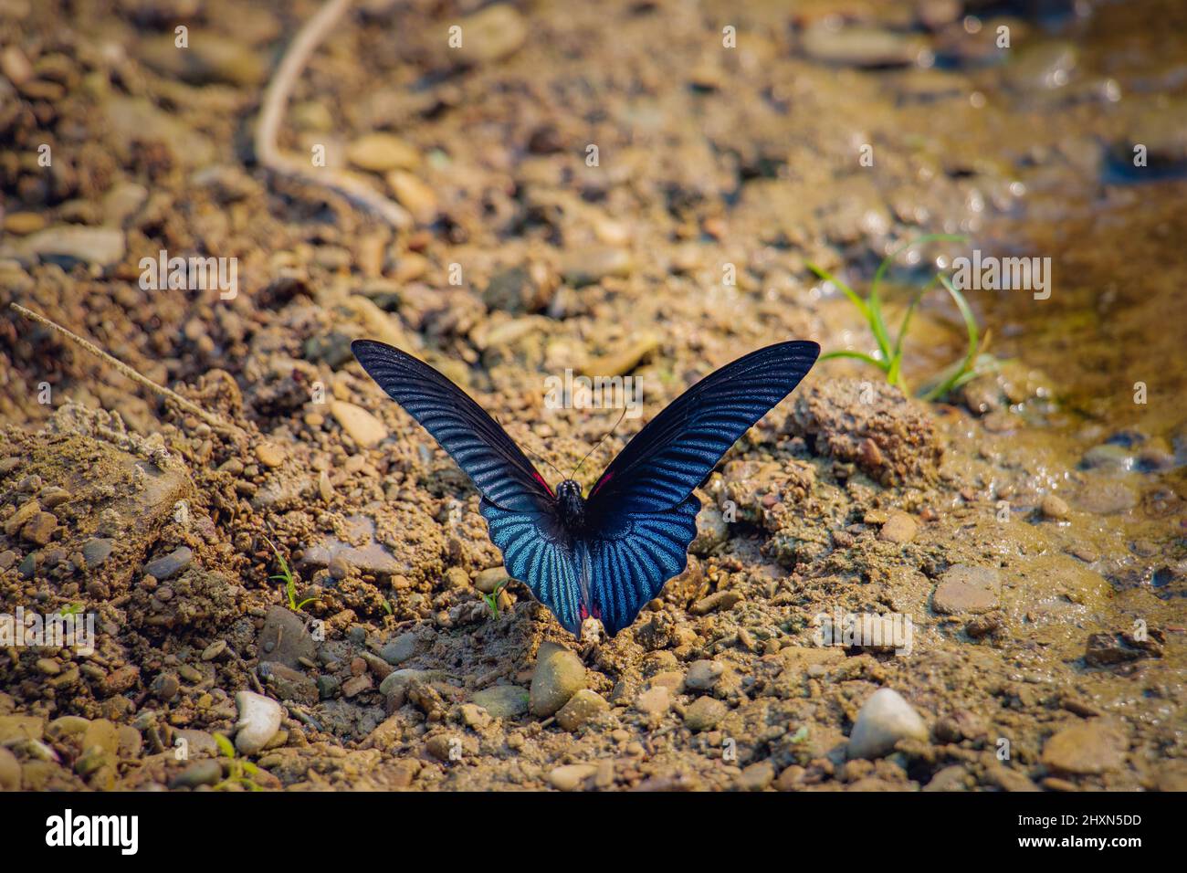 Un grand papillon bleu de grand Mormon (Papilio Memnon). Grand papillon trouvé dans le sud de l'ASIN. Banque D'Images