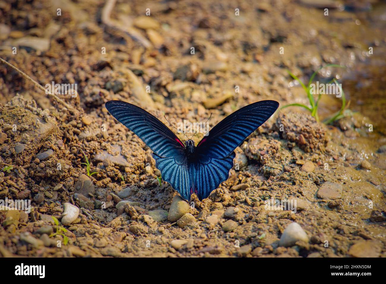 Un grand papillon bleu de grand Mormon (Papilio Memnon). Grand papillon trouvé dans le sud de l'ASIN. Banque D'Images