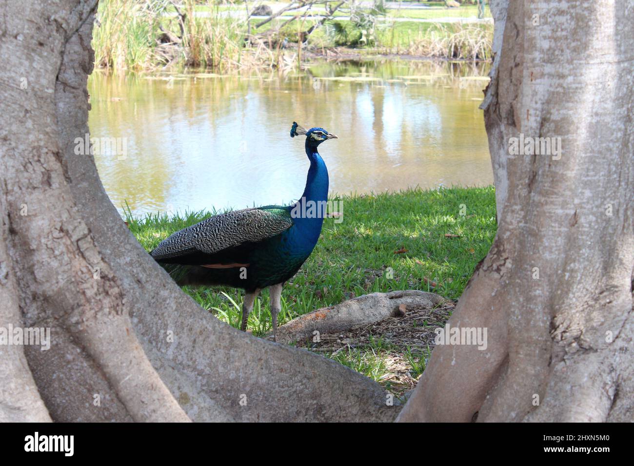 Paon bleu dehors pendant la journée au parc Banque D'Images