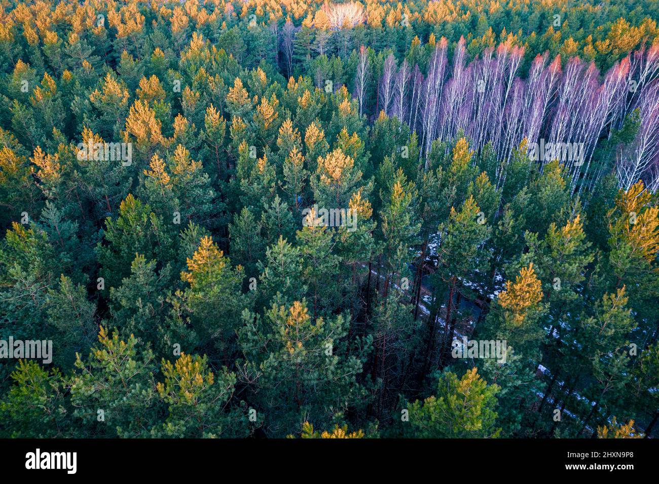 Tir aérien de drone de forêts de pins verts et de bosquets de bouleau de printemps avec une belle texture de arbres dorés. Lever du soleil, coucher du soleil au printemps. Les rayons du soleil se brisent à travers les arbres dans les montagnes en période dorée Banque D'Images