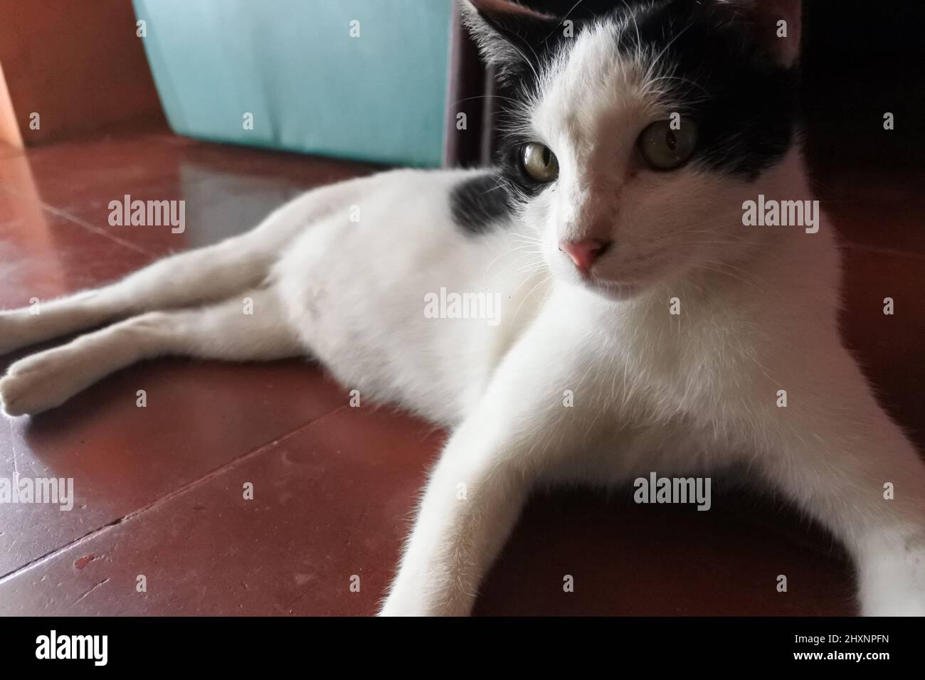 le chat blanc regarde la caméra Banque D'Images