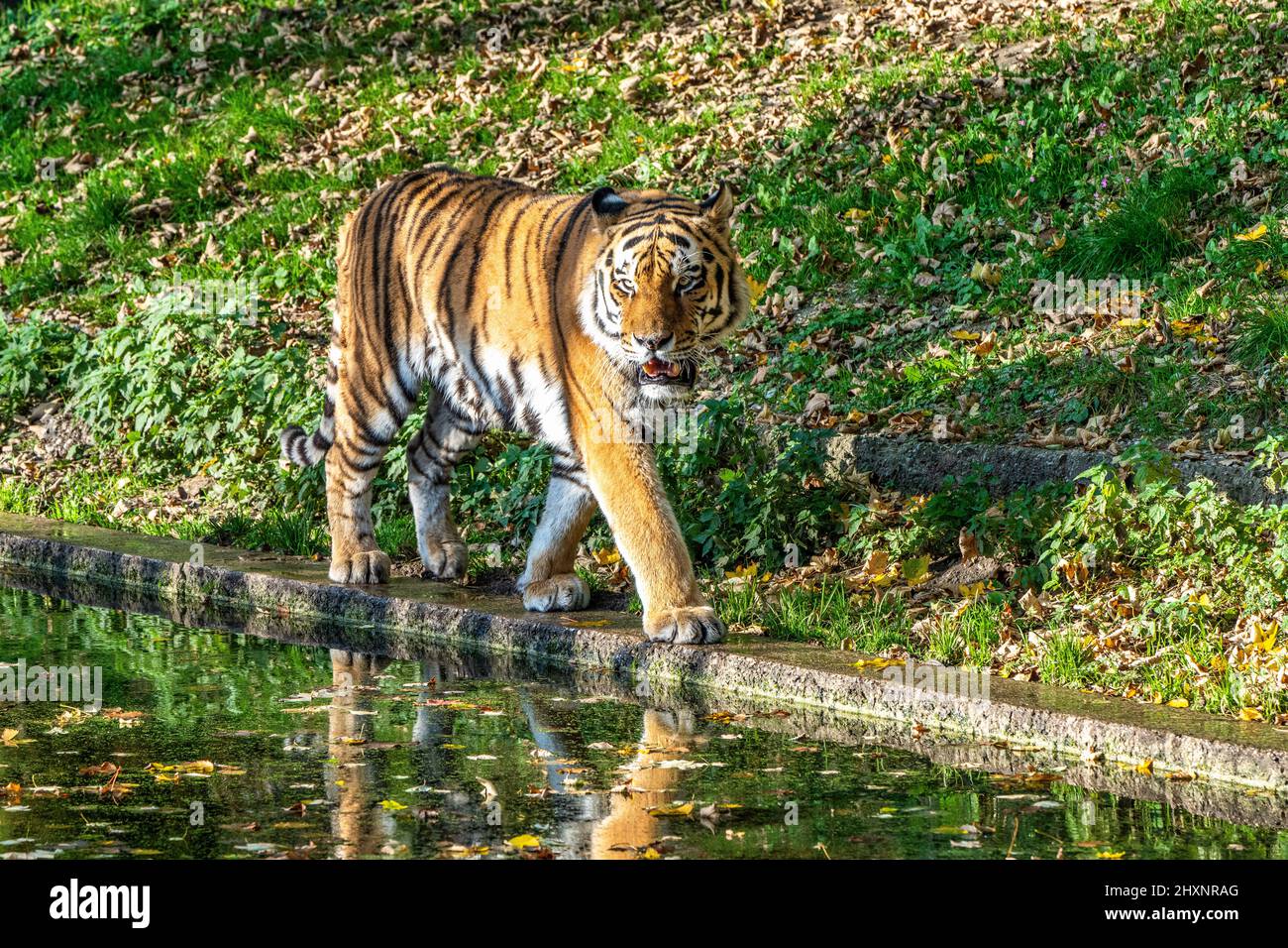 Le tigre de Sibérie, Panthera tigris altaica est le plus grand chat dans le monde Banque D'Images