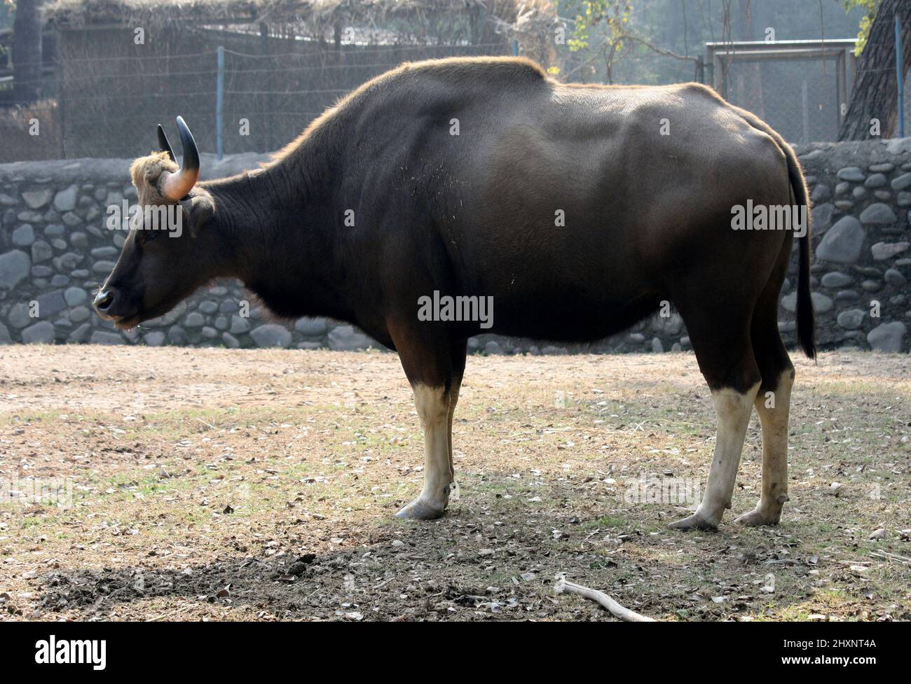 Gaur ou bison indien (Bos gaurus gaurus) soleil dans un zoo par temps froid d'hiver : pix SShukla Banque D'Images