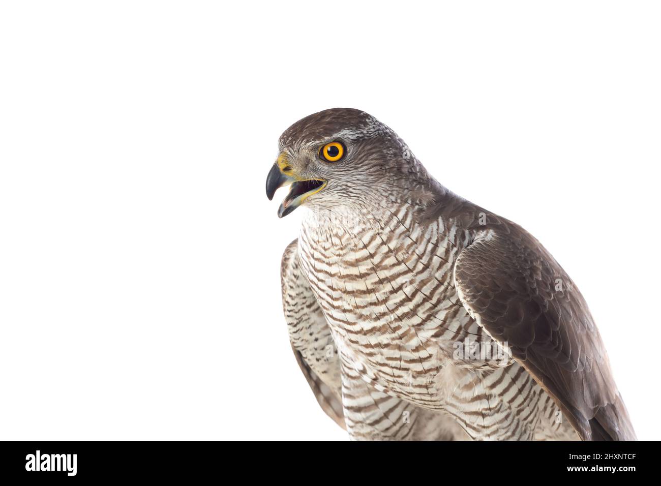 Oiseaux de proie - jeunes perfaucon du Nord (Accipiter gentilis). Paysage sauvage. Banque D'Images