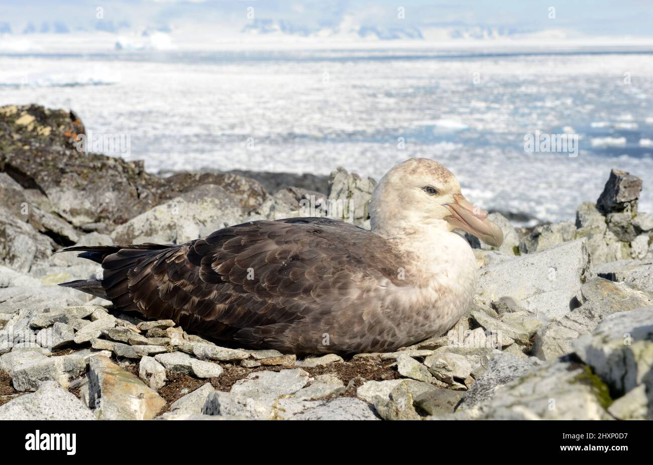 Nidification du pétrel géant du Sud (Macronectes giganteus) dans la zone protégée de l'île Litchfield, à Arthur Harbour, près de Palmer Station, en Antarctique Banque D'Images