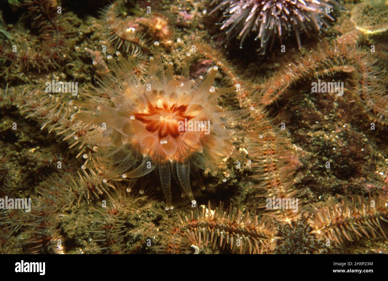 Devonshire Cup Coral (Caryophyllia smithii) sur une face rocheuse dans les eaux côtières écossaises, Royaume-Uni. Banque D'Images