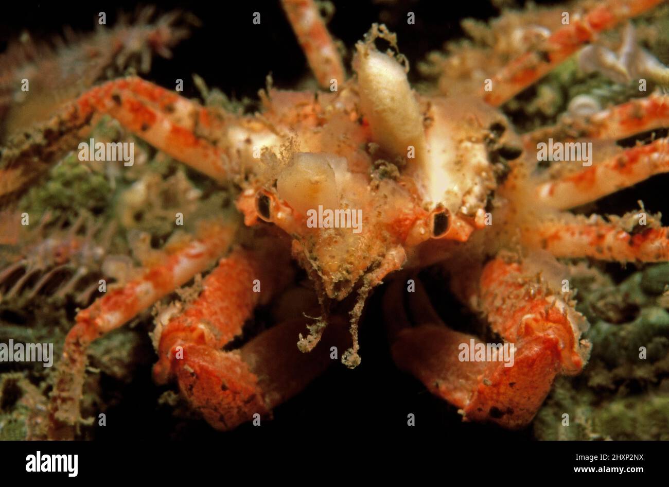 Crabe araignée de Leach (Inachus phalangium) dans les eaux côtières, Royaume-Uni. Banque D'Images