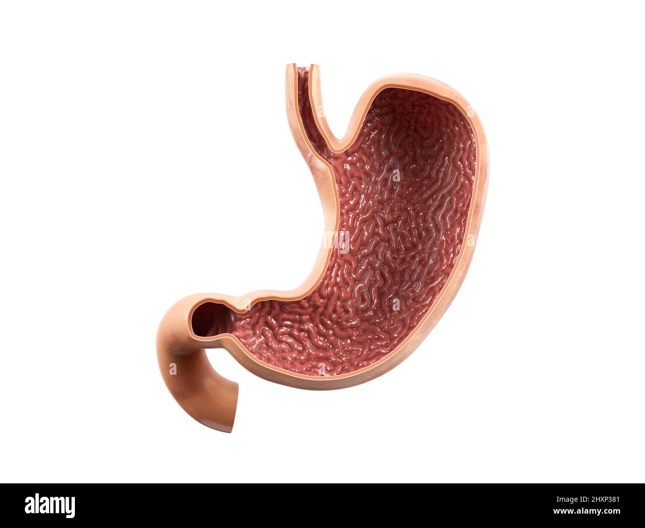 Illustration réaliste anatomique 3D de l'organe interne humain - estomac avec vue intérieure coupe section isolée sur fond blanc Banque D'Images