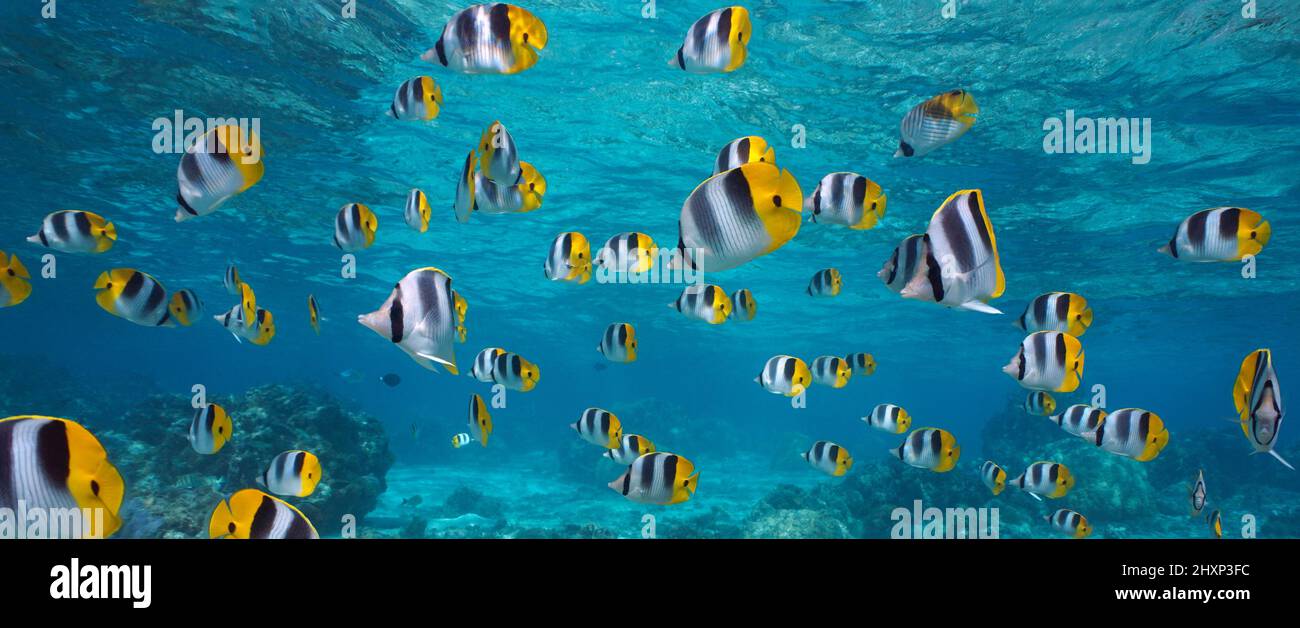 Shoal de poissons tropicaux sous l'océan (butterflyfish à double selle du Pacifique), Polynésie française Banque D'Images