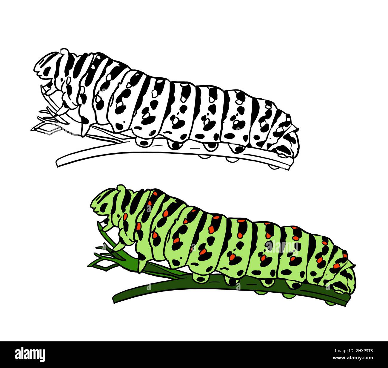 Illustration d'un livre de coloriage en couleur et en noir et blanc. Dessin d'une chenille sur un fond blanc isolé. Illustration de haute qualité Banque D'Images