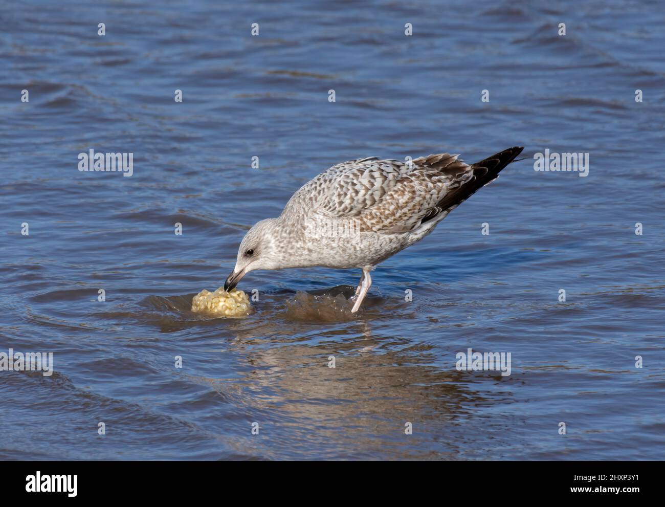 Goéland à harengs européen, Larus argentatus, juvénile, se nourrissant de cas de graines de buccin commun, morecambe Bay, Royaume-Uni Banque D'Images