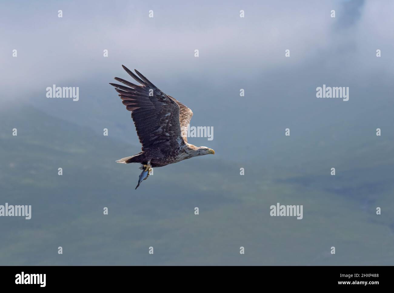 Aigle de mer à queue blanche, haliatus albicilla, en vol avec des poissons, en nuages, île de Mull, Écosse, Royaume-Uni Banque D'Images