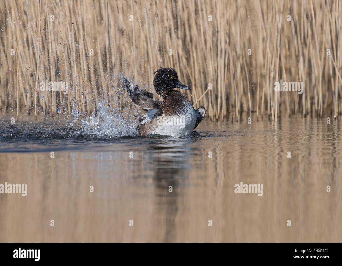 Canard touffeté, Aythya fuligula, homme, lavage dans l'étang, Lancashire, ROYAUME-UNI Banque D'Images