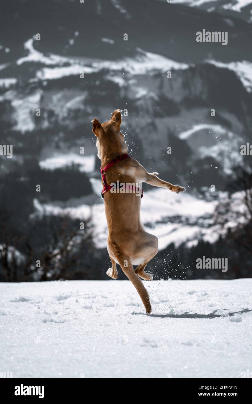 Vue aérienne incroyable sur les montagnes au printemps avec un chiot du labrador jouant dans la neige. Banque D'Images