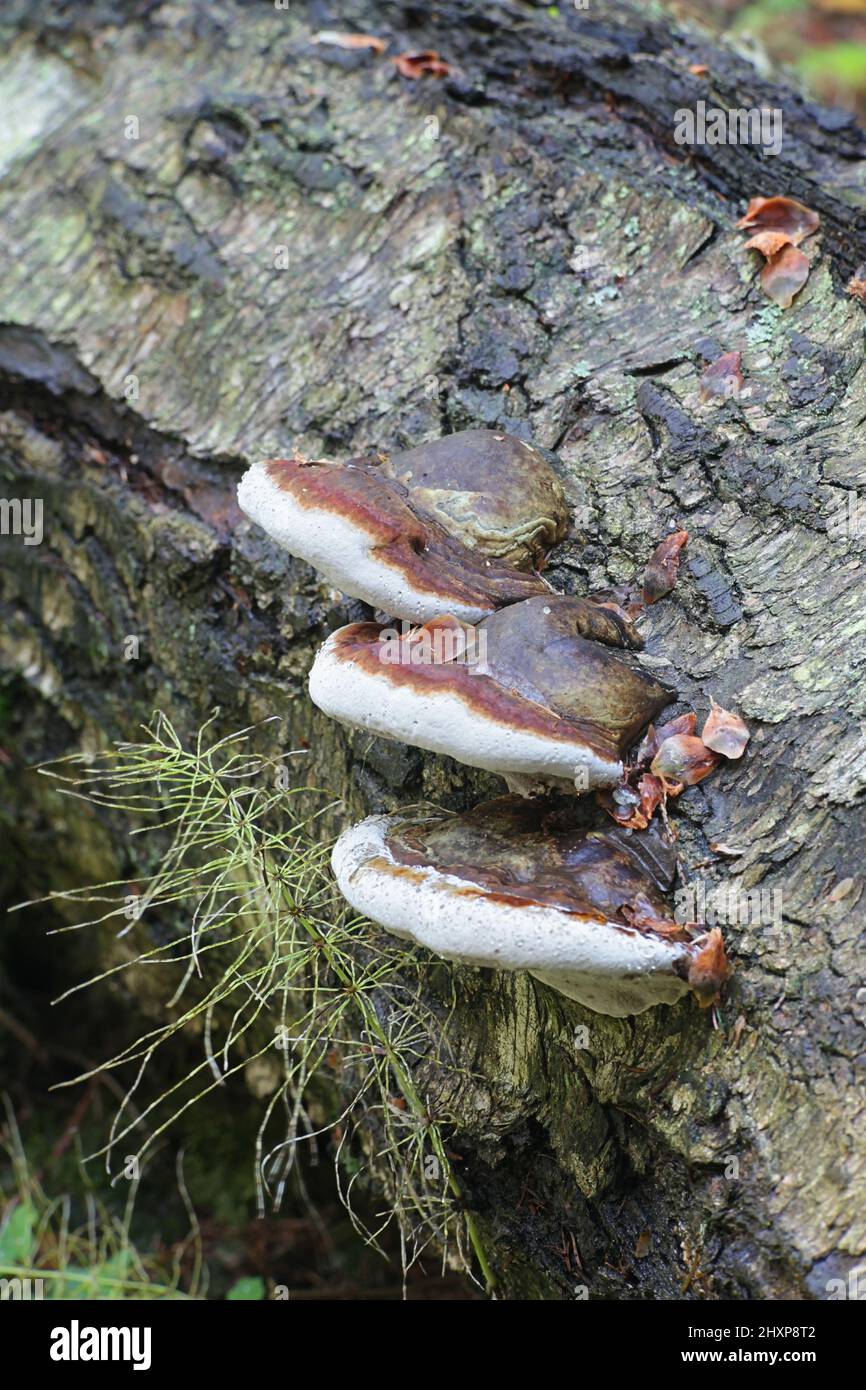 Fomitopsis pinicola, un champignon de pourriture de la tige, connu sous le nom de conk de ceinture rouge ou de champignon de support à bande rouge, polypore sauvage de Finlande Banque D'Images