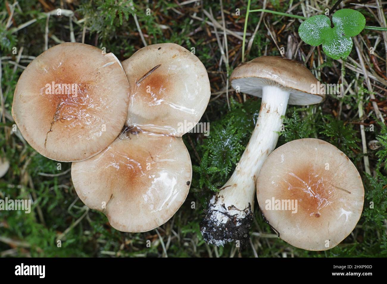 Hebeloma mesophaeum, connu comme poisonpie voilées ou empoisonner pie, de la Finlande aux champignons sauvages Banque D'Images