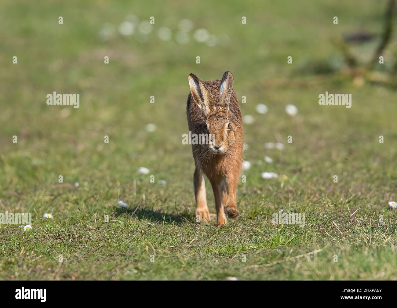 Un lièvre brun sauvage qui tourne vers l'appareil photo à travers les pâquerettes sur les marges de l'herbe des agriculteurs . Suffolk, Royaume-Uni Banque D'Images