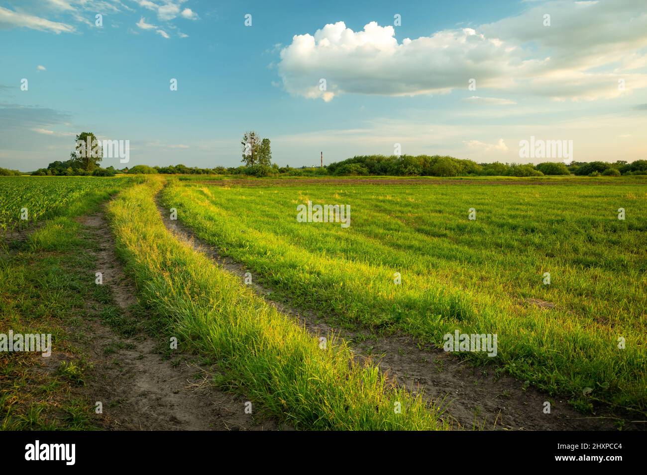 Route rurale le long de la prairie verte, vue sur la source, Noviny, Pologne Banque D'Images