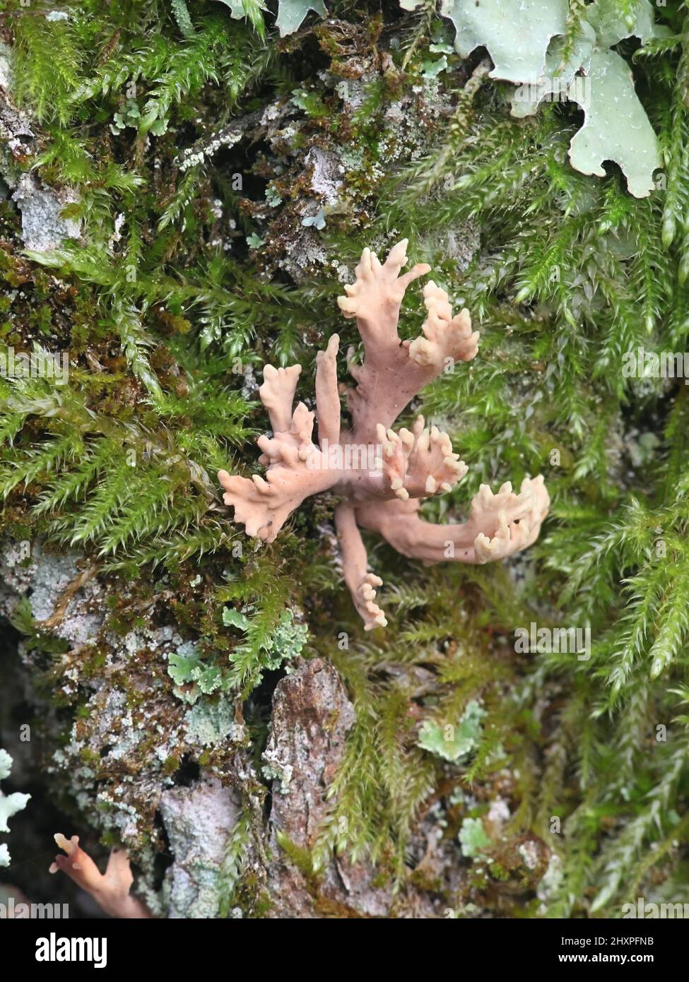 Lentaria byssiseda, un champignon de corail finlandais qui pousse sur le tronc de chêne, pas de nom anglais commun Banque D'Images Lentaria byssiseda, un champignon de corail finlandais qui pousse sur le tronc de chêne, pas de nom anglais commun Banque D'Images