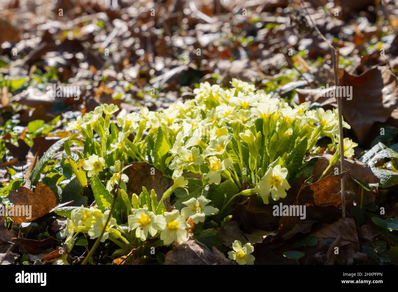 Primrose sauvage croissant entre les feuilles au printemps, également appelé Primula vulgaris Banque D'Images