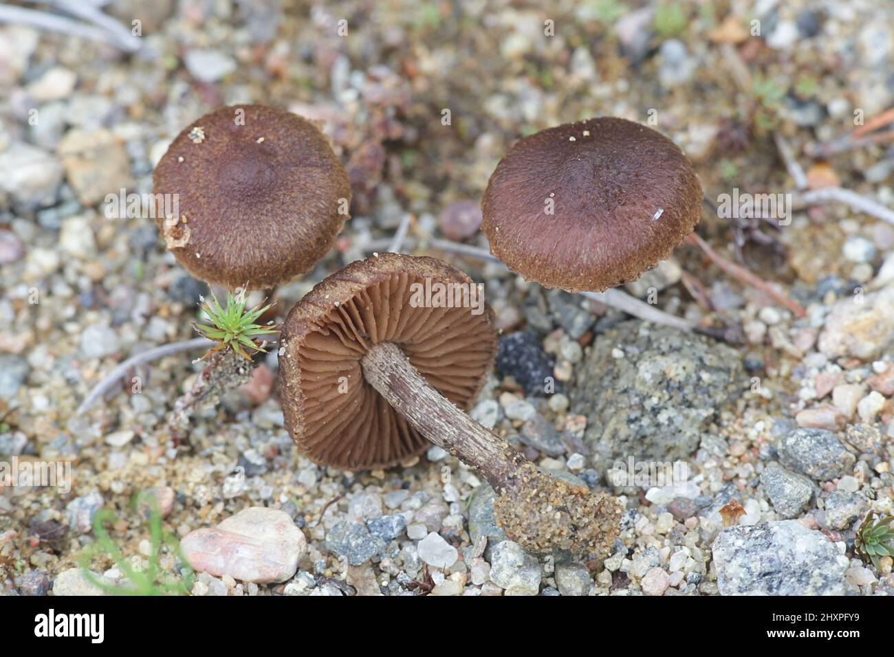 Inocybe lacera, communément connue sous le nom de champignons sauvages, fibrecap déchiré de la Finlande Banque D'Images