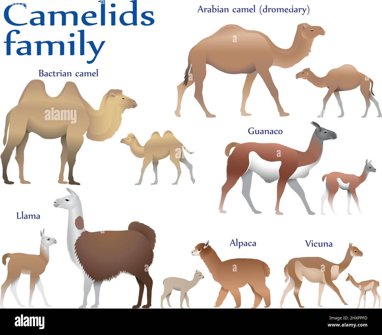 Collection De Diff rentes Esp ces De Mammif res De La Famille Des collection-de-diff-rentes-esp-ces-de-mammif-res-de-la-famille-des