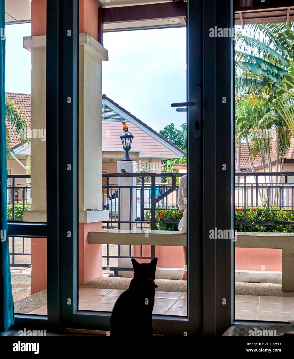 Oiseau d'observation de chat de derrière la fenêtre. Banque D'Images