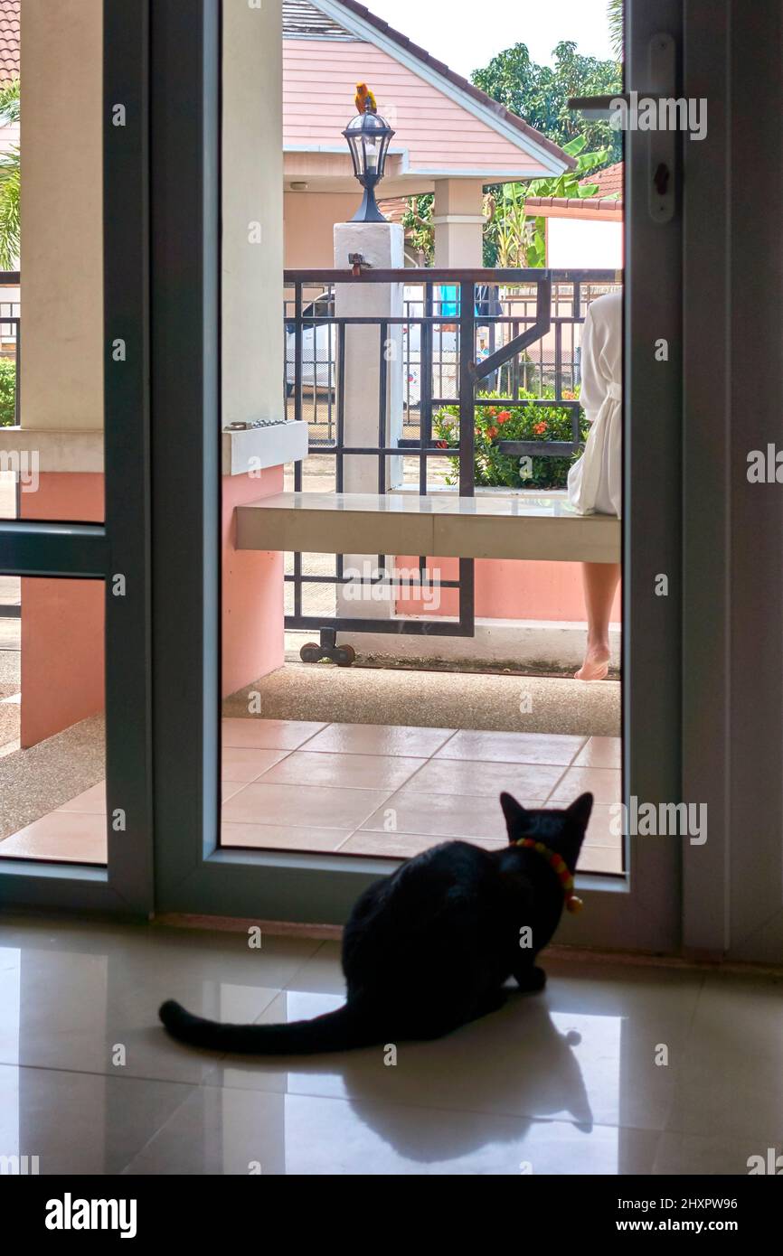 Oiseau d'observation de chat de derrière la fenêtre. Banque D'Images