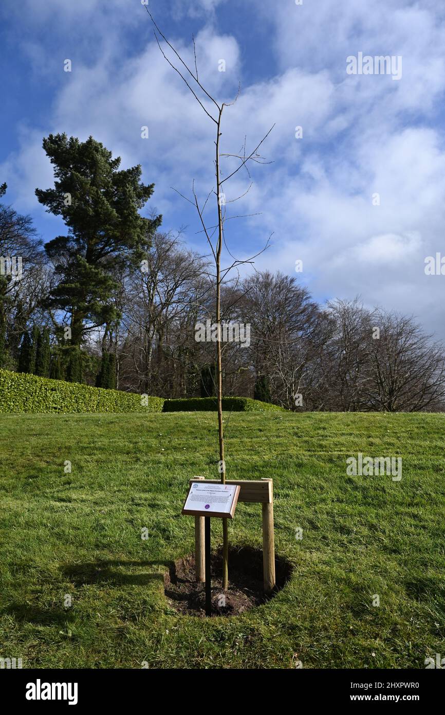 L'arbre planté aux édifices du Parlement, à Stormont, à Belfast, pour commémorer le Jubilé de platine de la Reine. Date de la photo: Lundi 14 mars 2022. Banque D'Images