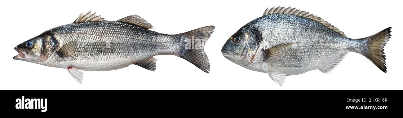 Bar de mer cru, poisson dorado isolé sur fond blanc Banque D'Images