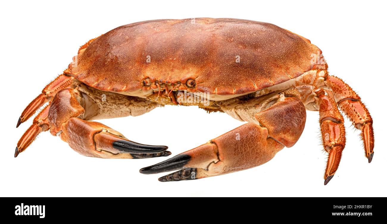Crabe cuit isolé sur fond blanc Banque D'Images