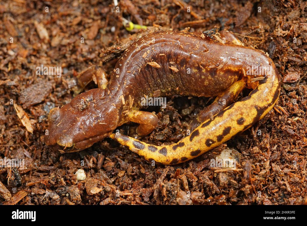 Gros plan sur un mâle peint Ensatina eschscholtzii avec une queue de couleur frappante en Californie du Nord Banque D'Images