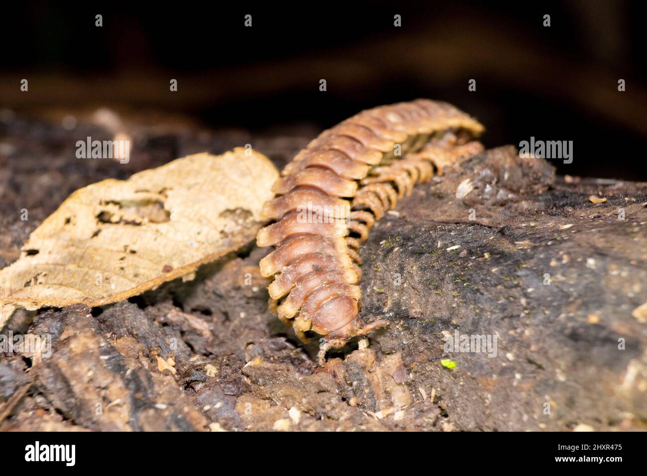 Insecte géant, grand millipede. python millipede Nyssodesmus python Banque D'Images