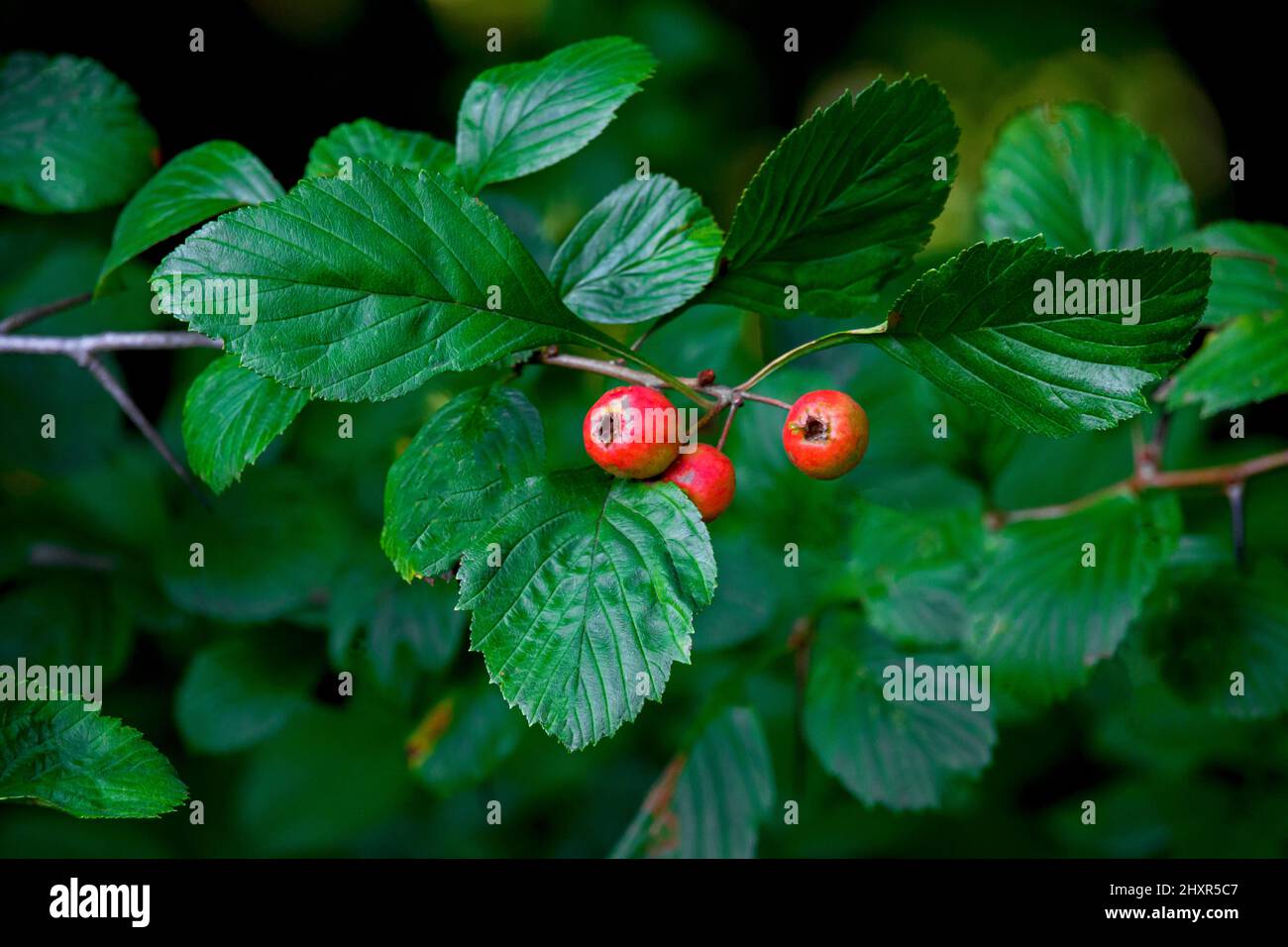 Le fruit mûr de Cockspur Hawthorn dans les montagnes Pocono de Pennsylvanie Banque D'Images