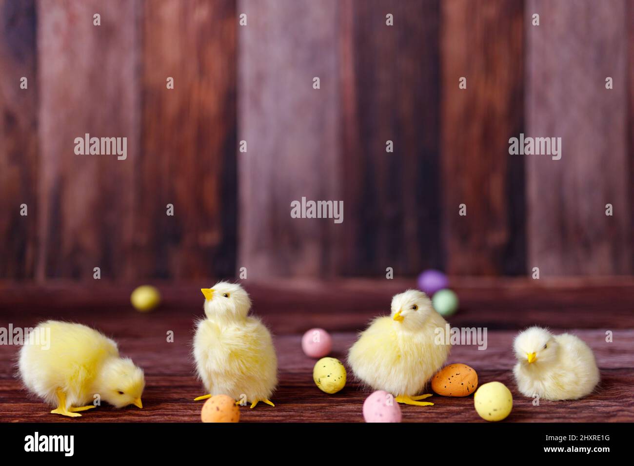 Poulet de Pâques, œufs et décoration sur fond de bois Banque D'Images