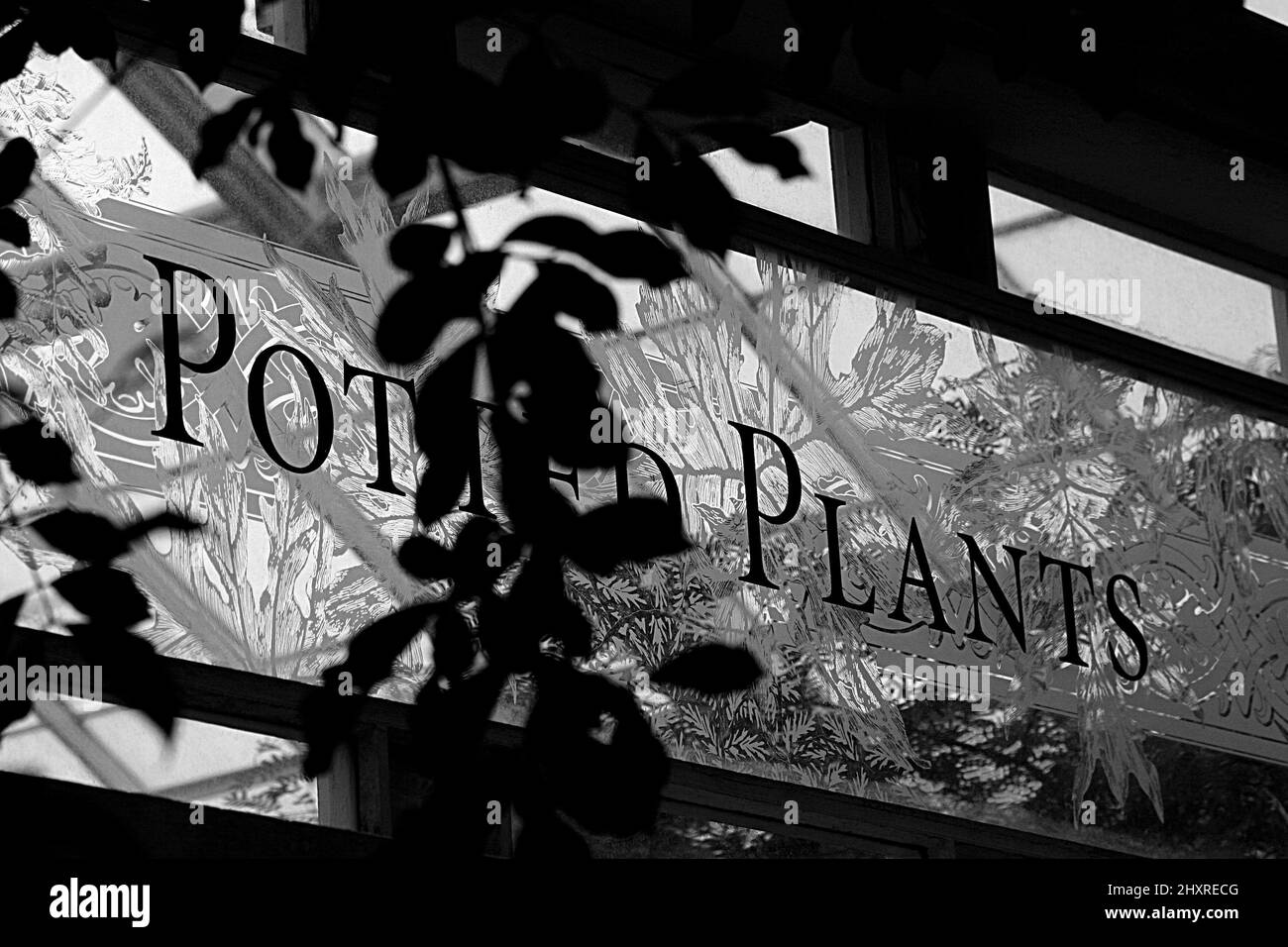 Fenêtre en verre gravé au-dessus d'une entrée vers un solarium qui lit « plantes en pot » Banque D'Images
