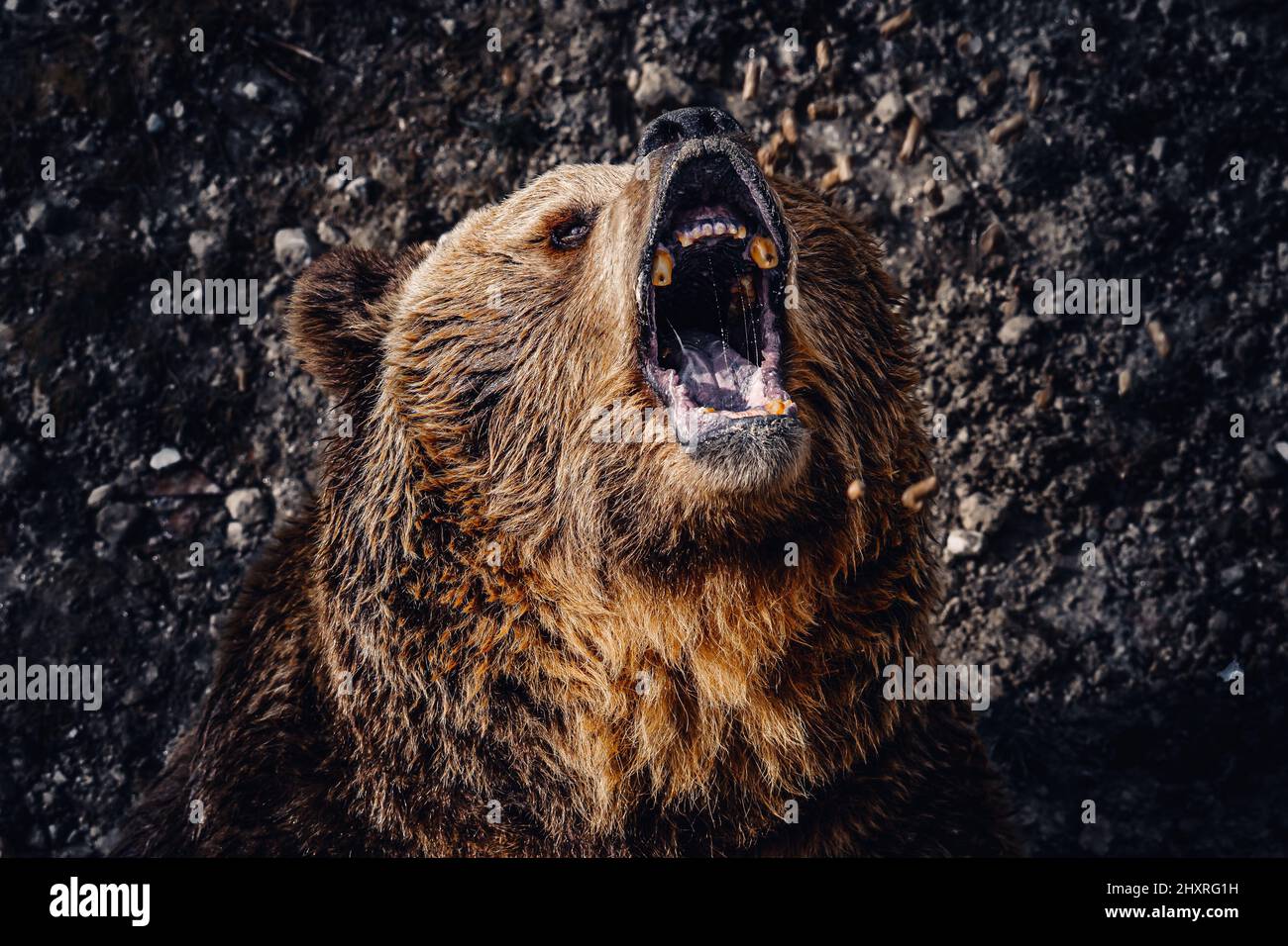 Portrait en gros plan d'une tête d'ours brun rugissant Banque D'Images