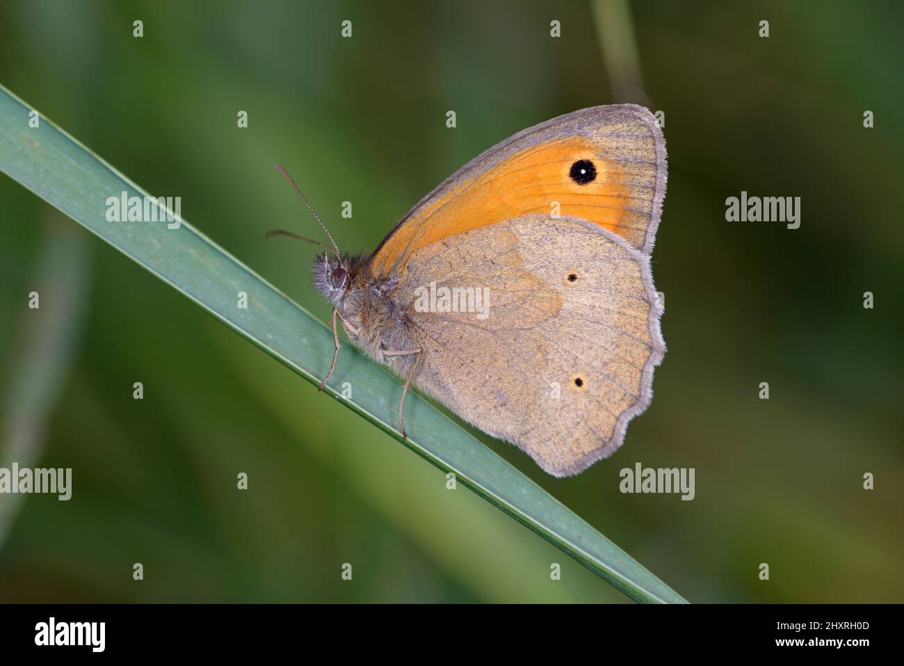 Petite lande de papillons, Coenonympha pamphilus, assise sur une feuille verte. Banque D'Images