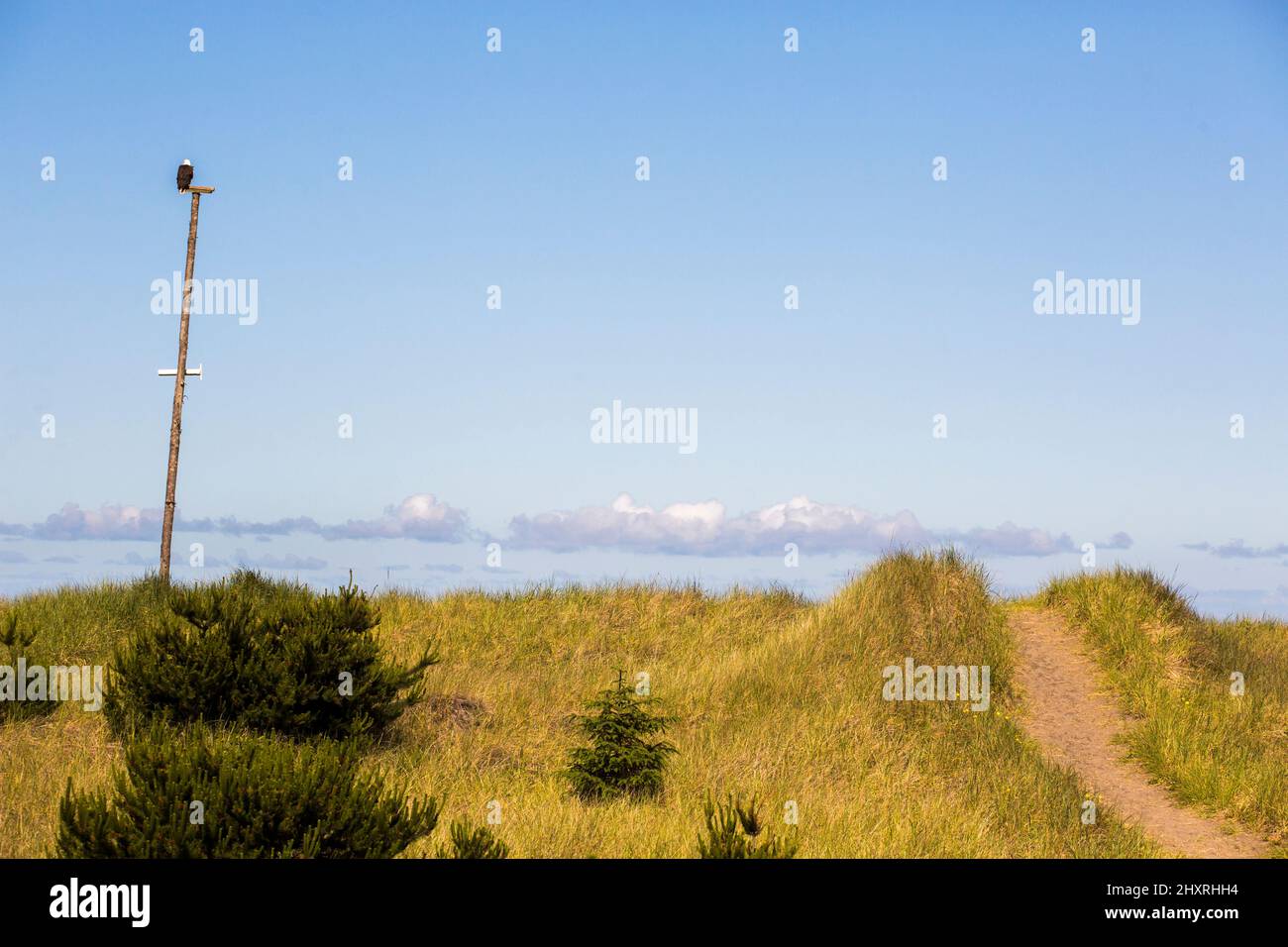 Un sentier sablonneux mène vers le haut d'une dune herbeuse avec un aigle à tête blanche à la poste Banque D'Images