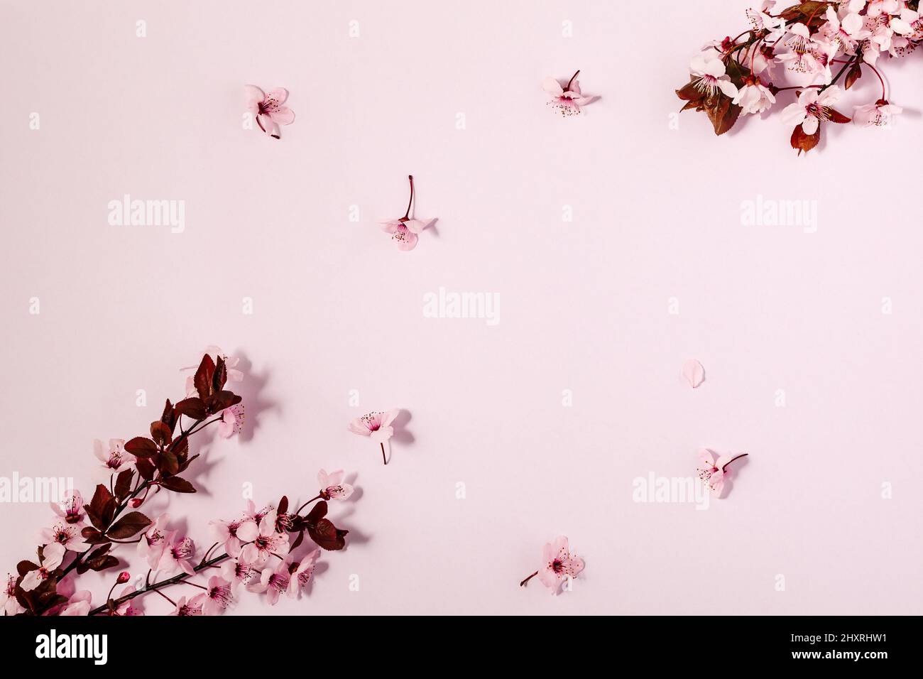 Arrière-plan de printemps avec les cerisiers en fleurs Banque D'Images