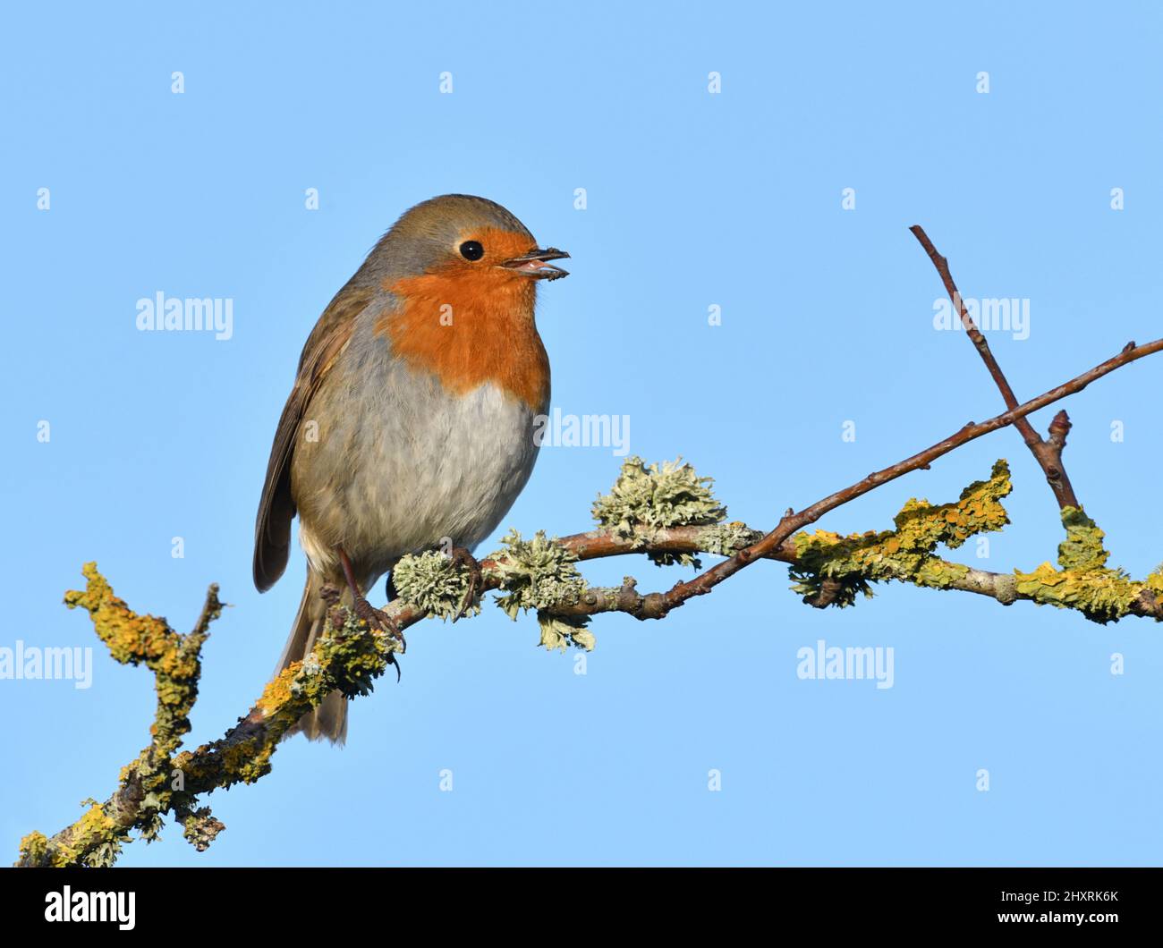 Robin - Erithacus rubecula aux abords Banque D'Images