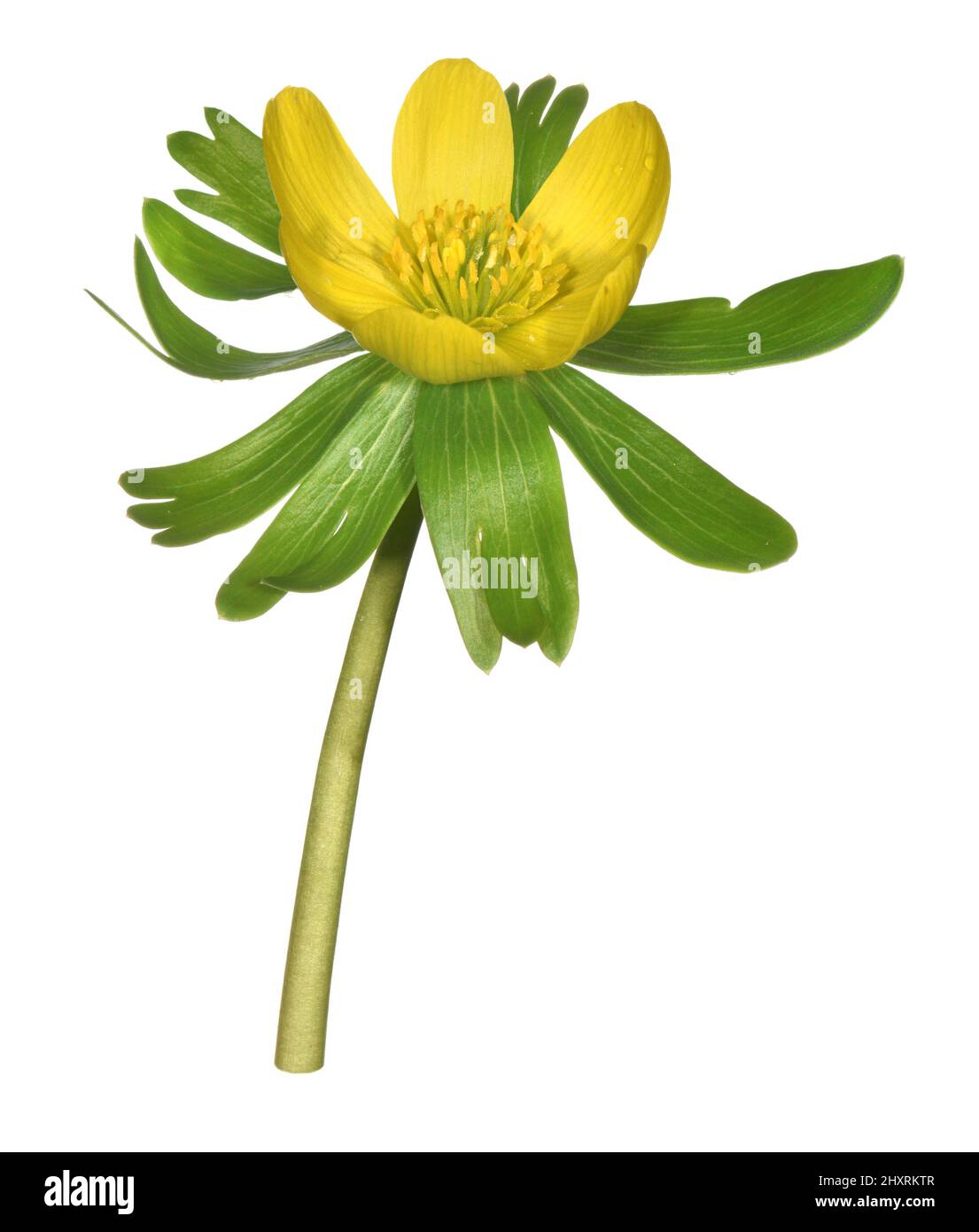 Aconite d'hiver - Eranthis hyemalis Banque D'Images