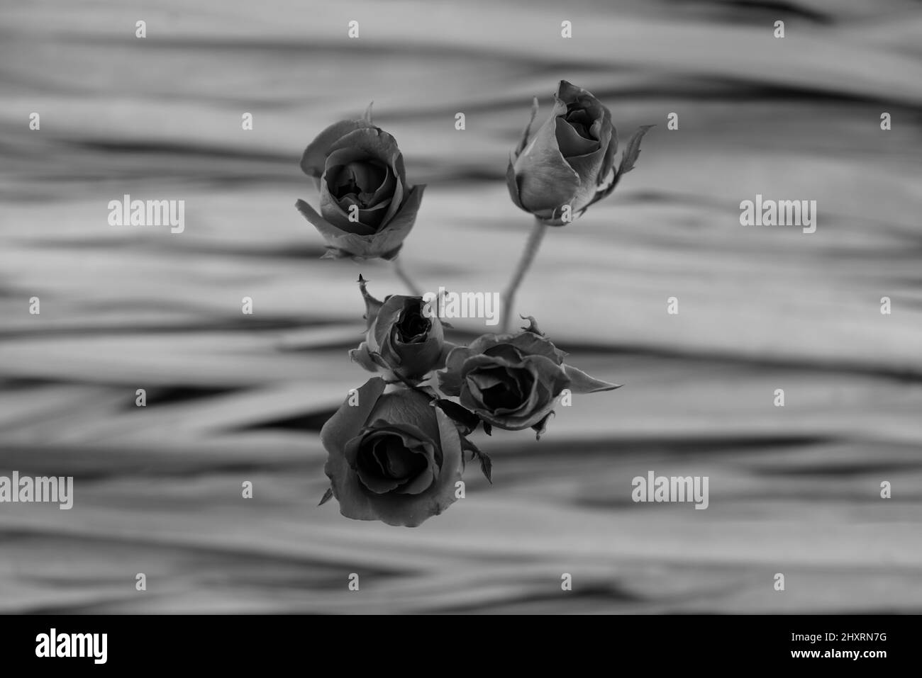 Vintage, nostalgie, ou concept classique. Fleurs noires et blanches, roses sur fond sec de feuilles de palmier. Banque D'Images