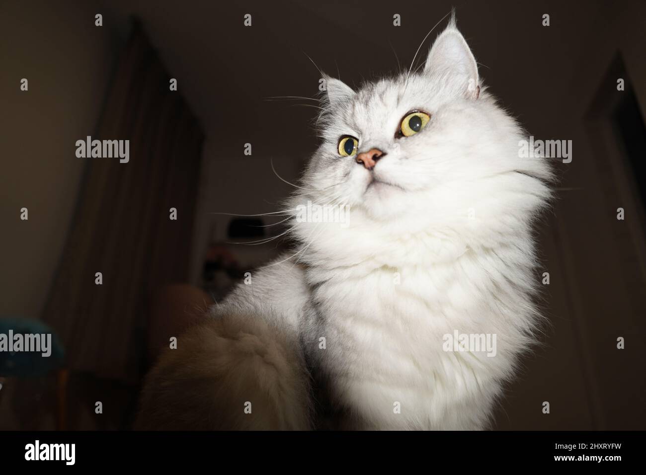 Gros plan d'un beau chat persan à poils longs et à l'ombre d'argent, assis à l'intérieur de la maison Banque D'Images