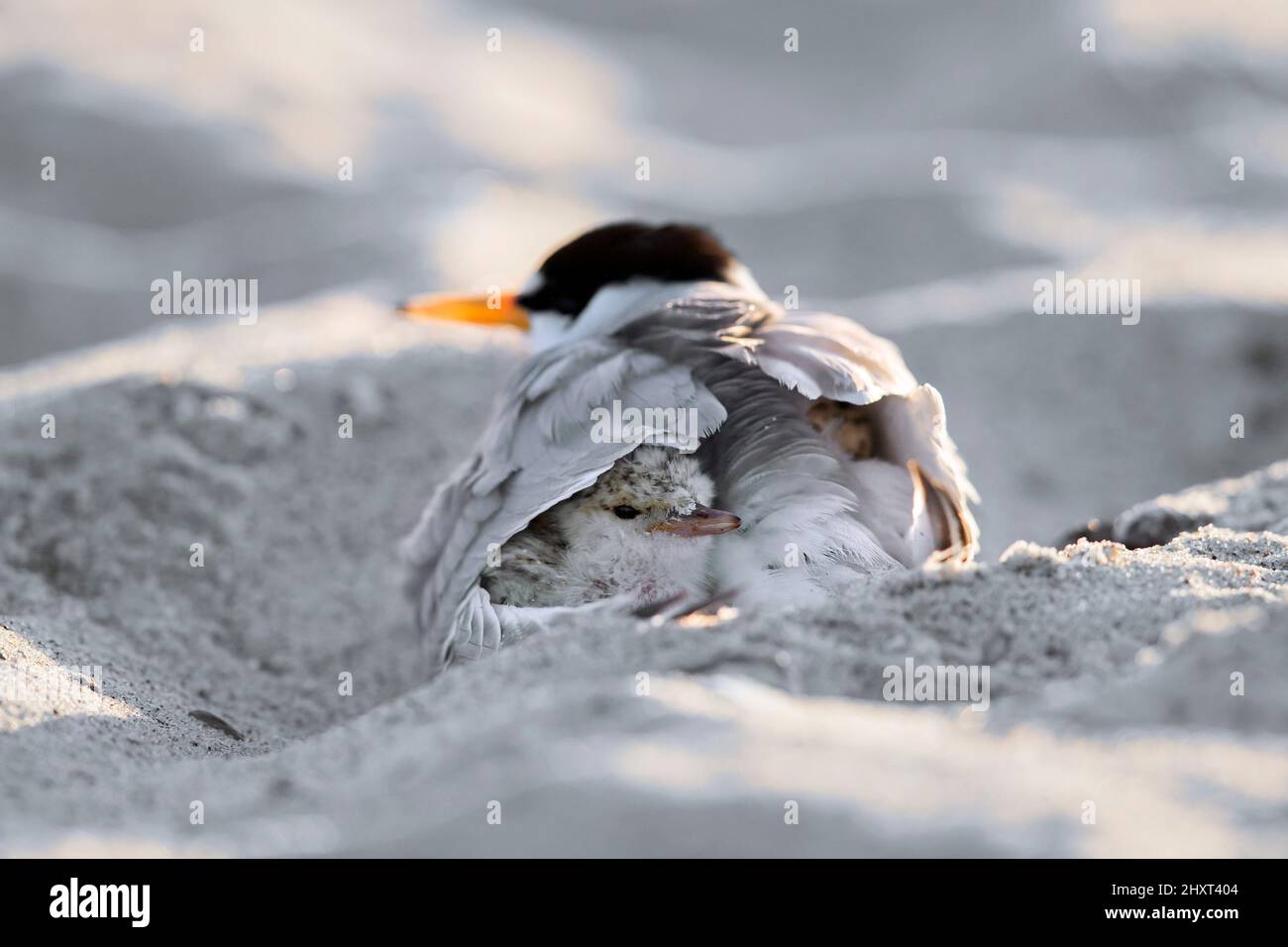 Petite sterne (Sternula albifrons / Sterna albifrons) femelle qui fait mouiller la poussette sous les plumes des ailes sur la plage de sable fin printemps Banque D'Images