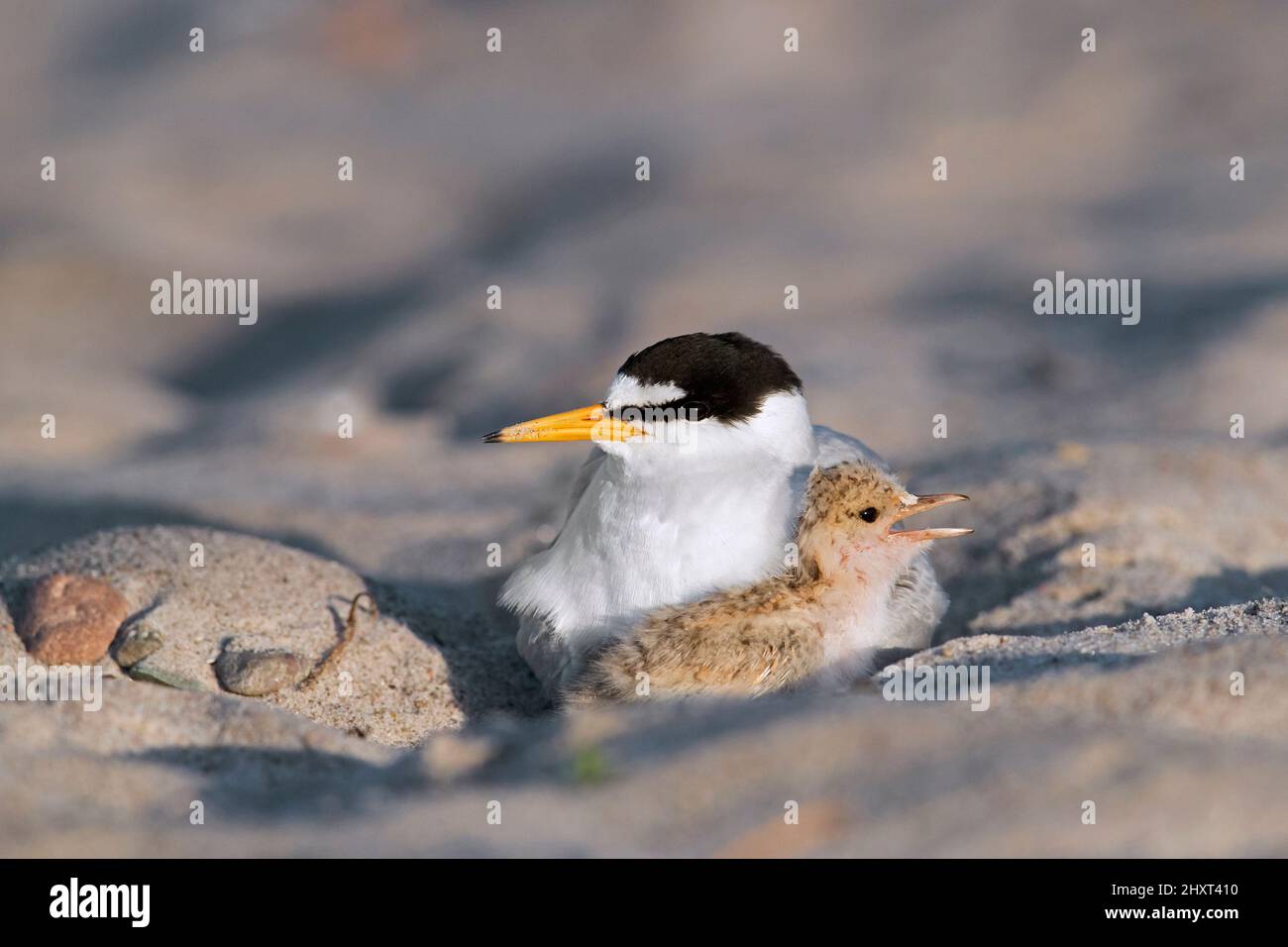 Petite sterne (Sternula albifrons / Sterna albifrons) femelle courge sur la plage de sable fin printemps Banque D'Images