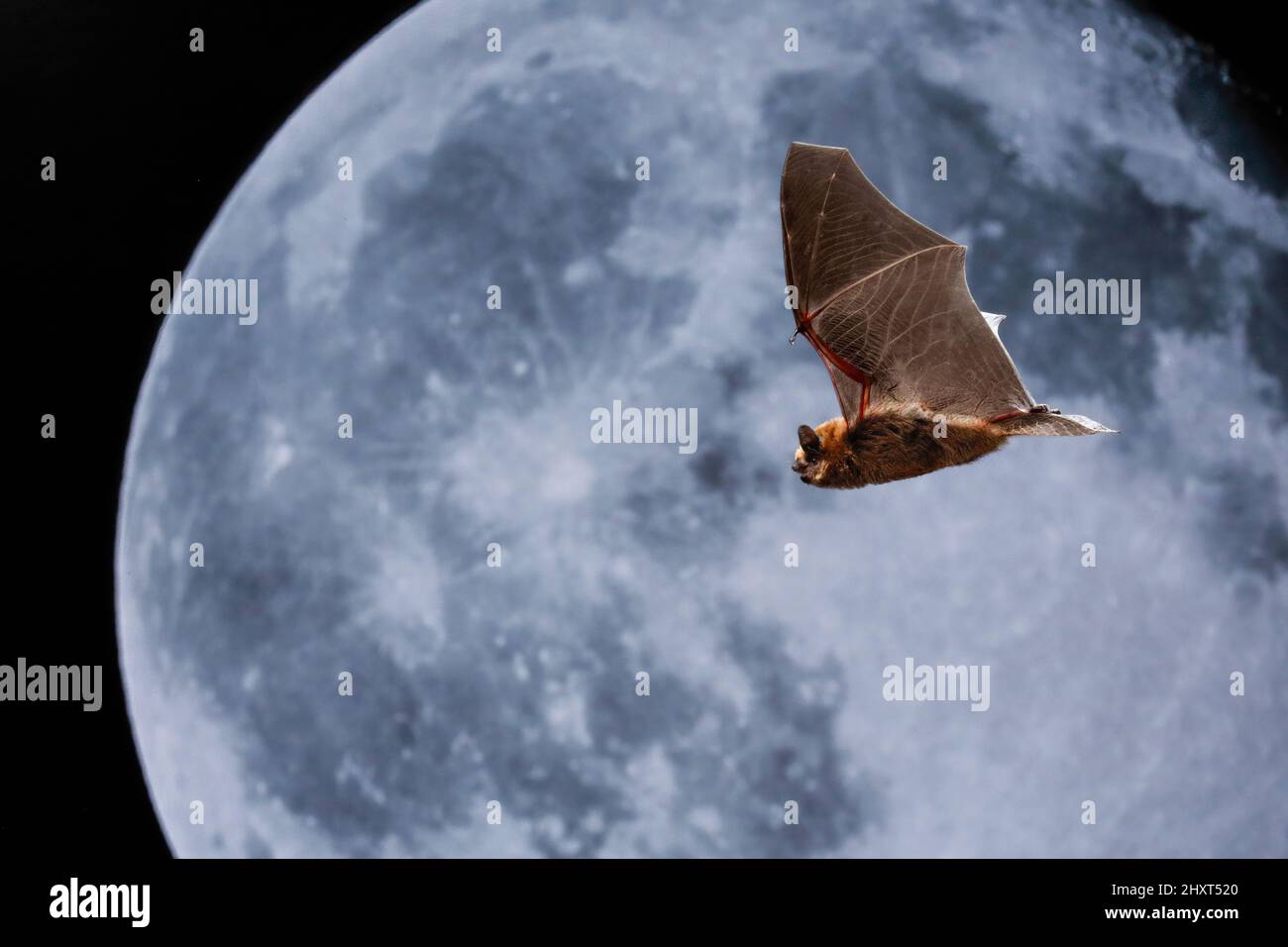 Portrait d'une pipette commune (Pipistrellus pipistrellus) la nuit avec la lune derrière Banque D'Images