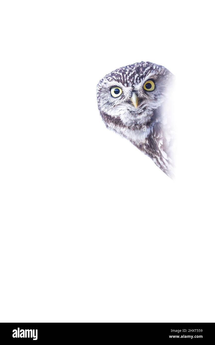 Portrait Little Owl (Athene noctua) avec fond blanc. Salamanque, Castilla y Leon, Espagne Banque D'Images