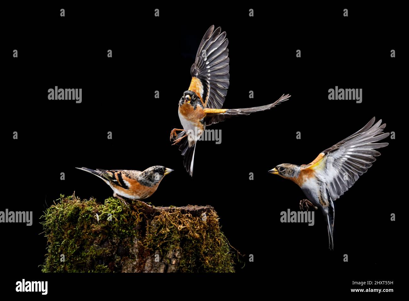 Bramblings en vol (Fringilla montifringilla), Salamanque, Castilla y Leon, Espagne Banque D'Images